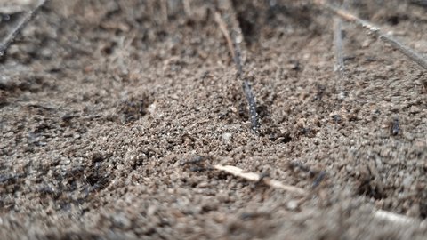 Many ants. Anthill in spring. Ants work in an anthill. 