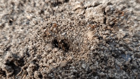 Ant life in spring.
Ants in an anthill close up. Ants are building an anthill. Beautiful wild nature.