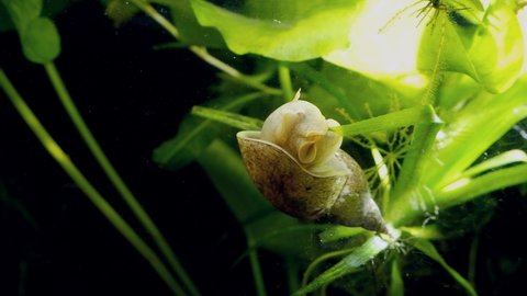 hungry great pond snail sit on leaf of water soldiers aquatic plant and feed on green algae in European coldwater biotope aqua, captive wild behaviour
