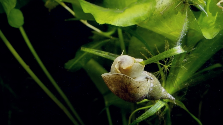 great pond snail sit on leaf of water soldiers aquatic plant and eat green algae in European coldwater biotope aqua, captive wild behaviour