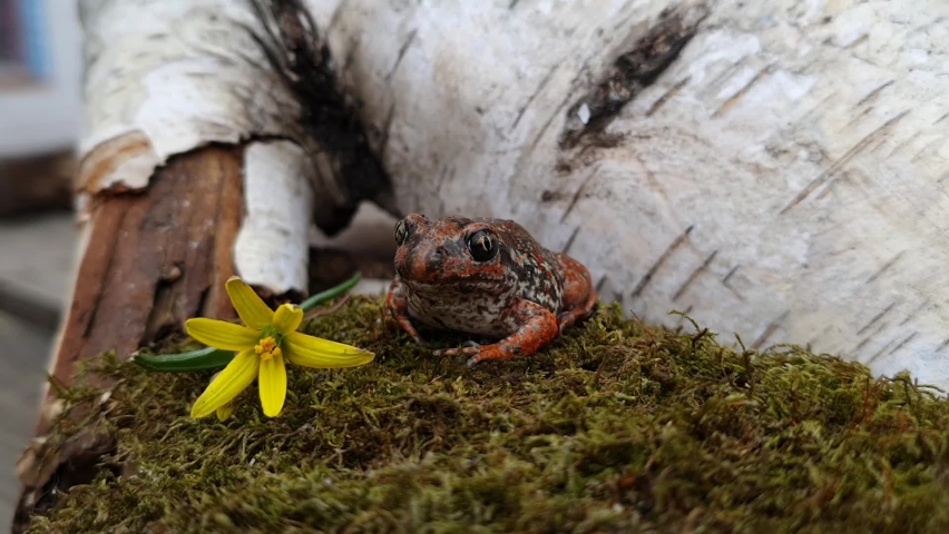 Funny videos about animals. Funny frogs. Funny animals. A cute red earthen toad sits on the moss and looks into the frame. Wild frog in the garden in spring. Wildlife in the spring. Amphibian toads.