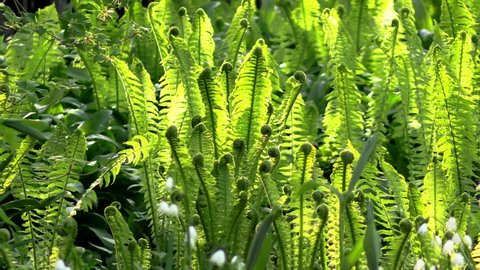 Green ostrich fern plants backlit by sunlight close-up 4k Shot 