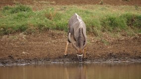 Dynamic clip of adult male Nyala startled while drinking water at pond