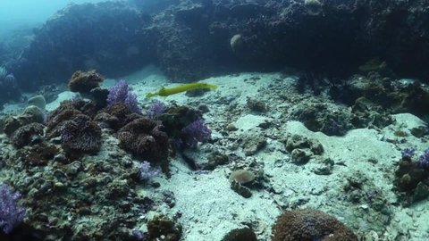 Trumpetfish swims looking for food on protected marine park coral reef