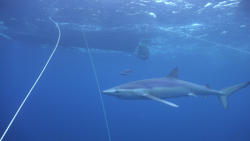 Blue shark closing it