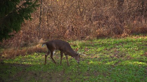 Six Point Whitetail Deer in Open Field by Forest Treeline