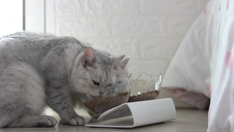 Two Cute Cats Eating From Bowl On Floor