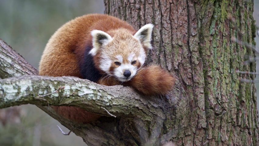 cute-red-panda-ailurus-fulgens-in-a-tree-image-free-stock-photo