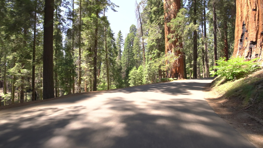 Sequoia National Park Driving Plate Crescent Meadow Rd Westbound 14 Sequoia Forest In Sierra Nevada Mts California
