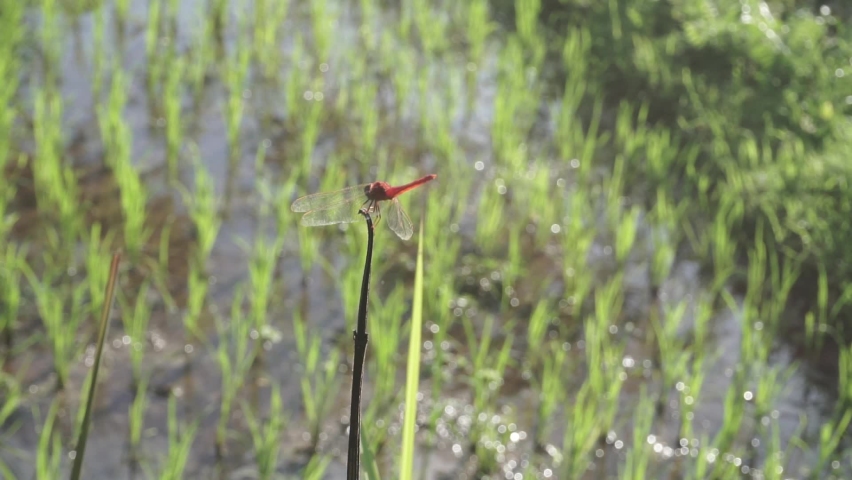 Close up shot of red dragonfly perched on a plant branch in the wild. The dragonfly is silent and doesn