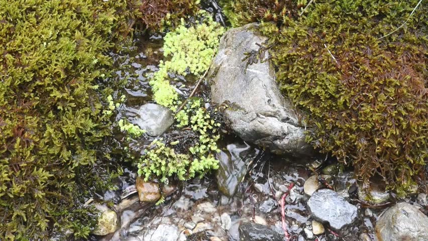 Spring of little Creek in Austrian mountains with moss