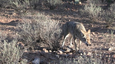 Coyote Eating Feeding on Gambel's Quail Bird Predator and Prey in Desert