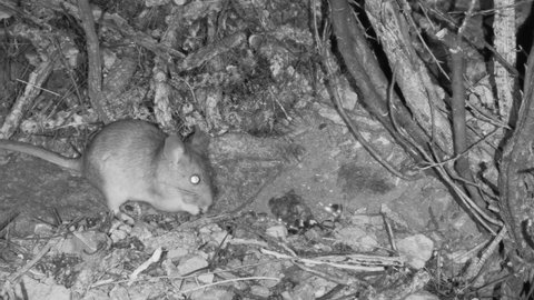 White-throated Woodrat or Packrat Eating at Night Nocturnal Wildlife