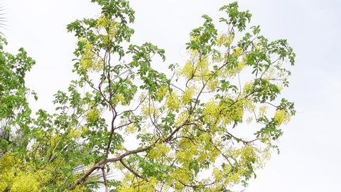 Cassia fistula, known as the golden rain tree, canafistula, and in Bangladesh it’s known as Sonalu ful, is in full bloom at some park in Dhaka, Bangladesh. Yellow flower background. 4k Video. 