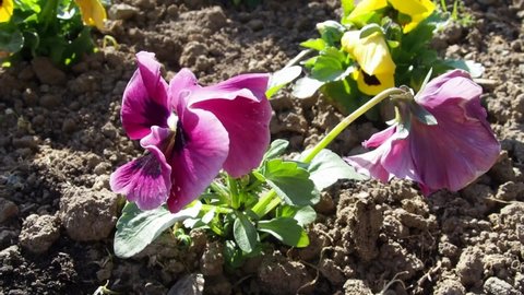 pansy flower. One plant is planted as a seedling in the ground. Flower bed. Purple - pink petals flutter in the wind. Sunny weather. Landscaping of the territory. Beautiful flowers bloom in spring