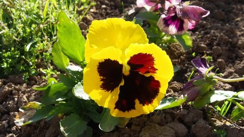 pansy flower. One plant is planted as a seedling in the ground. Flower bed. Yellow - brown petals flutter in the wind. Sunny weather. Landscaping of the territory. Beautiful flowers bloom in spring