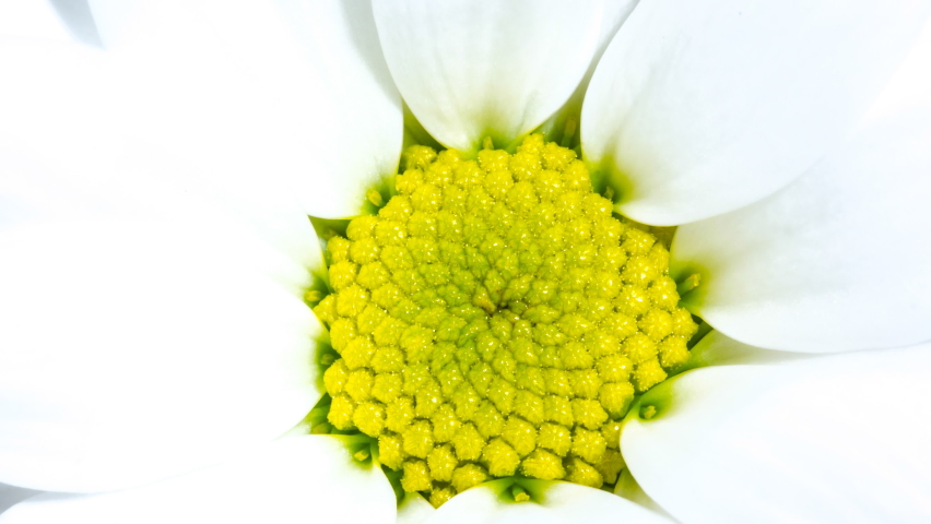 White chrysanthemum flower with yellow core close-up background texture. Yellow core of a white chrysanthemum flower in the sun macro. 16x9 4K video high quality. ProRes 422 HQ.