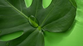 water flowing slow mo on huge tropical leaf on green background. Luxury hydration natural herbal cosmetics to face and body. spa wellness center. rippling water surface. Concept of skincare cosmetic - Powered by Shutterstock - Get 15% off with code: PIKWIZARD15