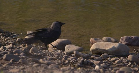 Black Jackdaw bird drinks from river and flies away slow motion
