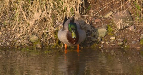 Mallard Duck shakes feathers and pushes off swimming iridescent green head shallow river