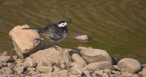 Pied Wagtail Bird Bobbing Tail Resting Stock Footage Video (100%