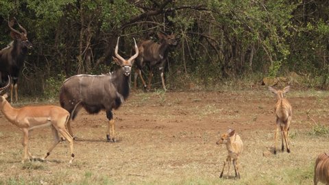 Young male Nyala emerges from bush to join antelope herd in Africa