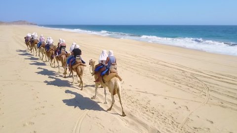 People Riding Camels in the Desert by the Beach and Ocean Waves - Silhouettes of Camels - Drone Aerial Dynamic Shot with Mountain View