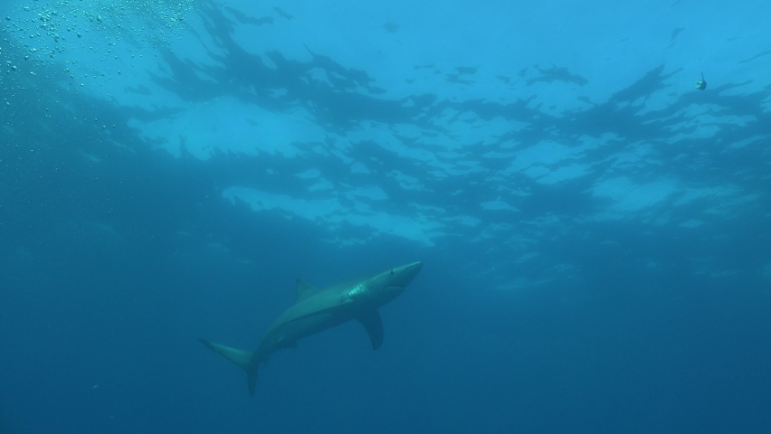Blue shark swimming close to the surface collecting bait and passing the bait box.