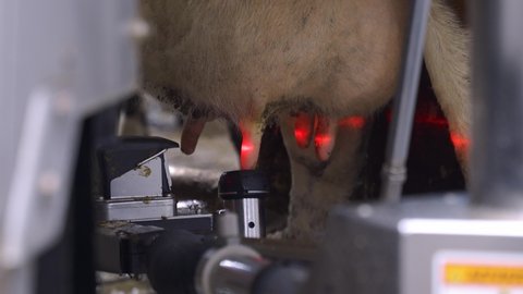 Close Up Of A Cow Udder Being Milked Automatically By A Milking Robot Arm. Low angle shot in focus. Modern cow dairy farm.
