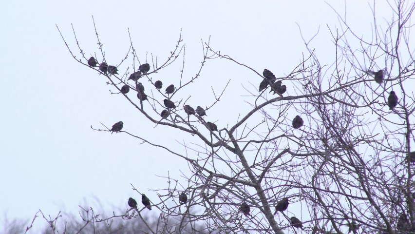 Group of small black birds sitting in a top of a withered tree while some birds are flying around on a snowy day in Scotland. Steady medium shot