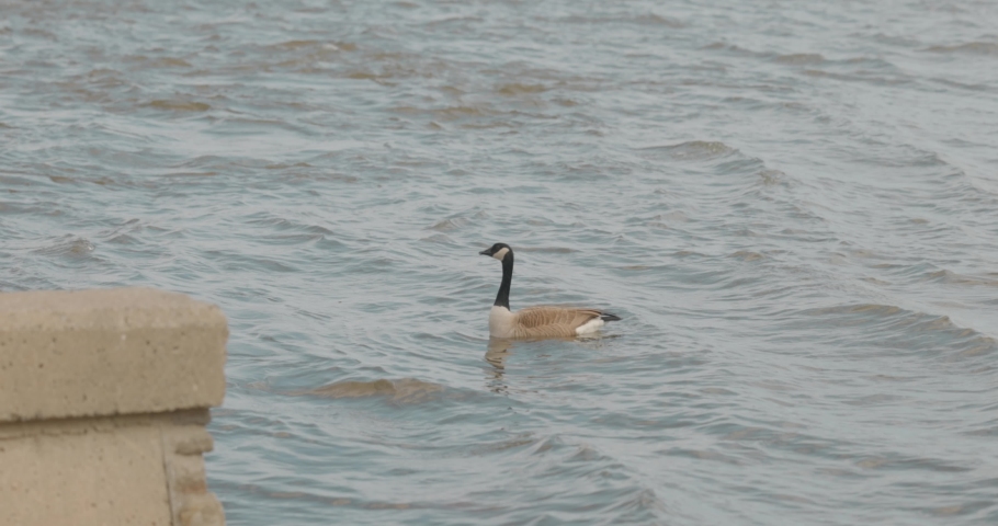 Beautiful Canadian good swimming on the rivers edge of the Ottawa River near a concrete retaining wall on Chaudière Island. 