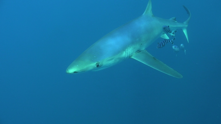 Blue shark passing in front of the camera accompanied by pilot fishes, boat on the surface in the background