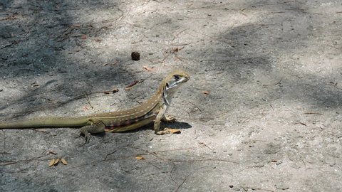 Butterfly agama or Small-scaled or Ground lizard walking on the sand at Khao Sam Roi Yot National Park, Orange and black color stripes on yellow and brown skin of Tropical reptiles in Thailand