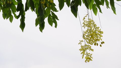 Cassia fistula known as the golden rain tree yellow flowers is swaying in the wind. Yellow flower in isolated white background. 4k Video.