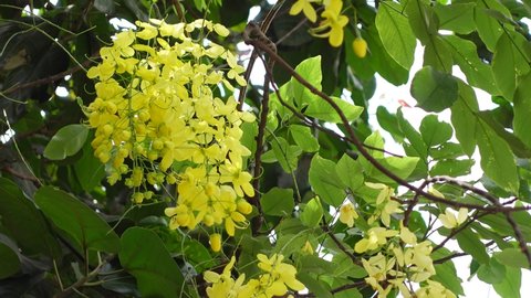 Yellow cassia fistula flowers known as the golden rain tree is full of blooming on a green tree. Yellow flower green background. 4k Video.