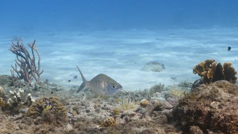 Yellowfin Mojarra in coral reef of Caribbean Sea, Curacao