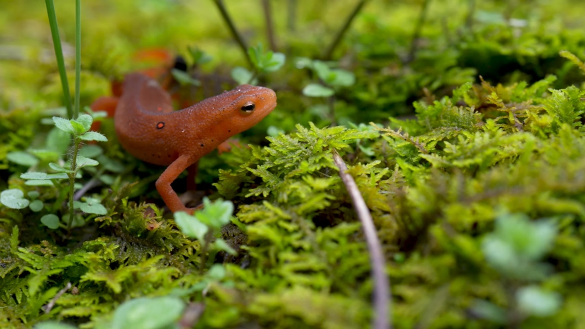 Extreme closeup of salamander or red spotted eft newt raising its head crawling over moss.
