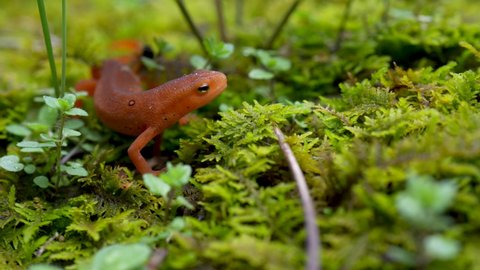Extreme closeup of salamander or red spotted eft newt raising its head crawling over moss.