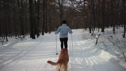 Woman cross country skiing in fresh snow with her dog running with her in the mountains in slow motion.