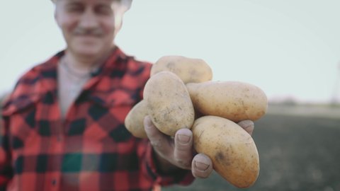 Senior man harvesting potato in the vegetable garden. Senior farmer in hat showing organic raw potato at farm. Farmer collects and sorts fresh potatoes. Harvesting potatoes and vegetables.