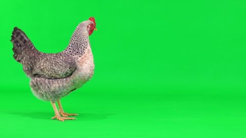 gray chicken stands up and opens its beak on a green screen