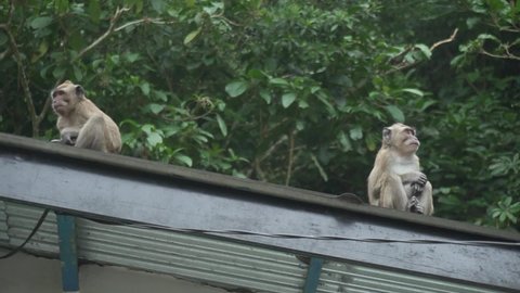 A group of makaka monkeys in Mount Merapi National Park, Indonesia
