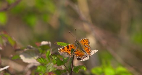 Comma butterfly Polygonia c album cryptic pattern orange wings Ireland