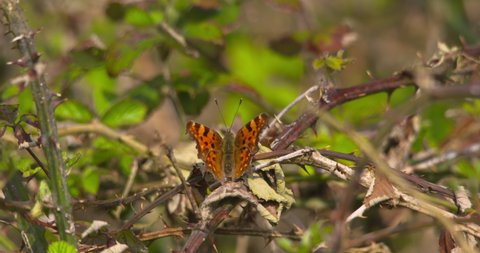 Comma butterfly opens beautiful orange wings in summer sunlight and flies away slow motion