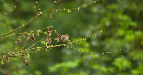Chiffchaff warbler song bird on forest tree branch