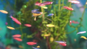 small multi-colored fish swim in the aquarium. Pets. meditation. pet shop.