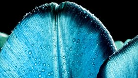 Petals of trendy blue color tulips with waterdrops, dew close-up, macro with sunlight and sunbeams. 16x9 4K video high quality. 
