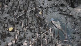Mudskipper in mangrove forest, video HD