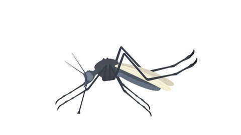 Mosquito. Insect mosquito animation, alpha channel enabled. Cartoon