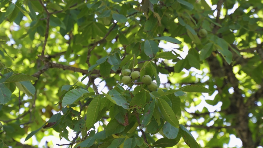Closeup view 4k video of several fresh green walnuts growing on tree branches isolated on sunny sky background. | Shutterstock HD Video #1071277624